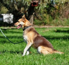 FABIO, Hund, Siberian Husky-Mix in Slowakische Republik - Bild 16