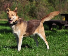 FABIO, Hund, Siberian Husky-Mix in Slowakische Republik - Bild 2