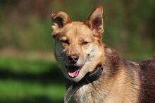 FABIO, Hund, Siberian Husky-Mix in Slowakische Republik - Bild 3