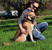 FABIO, Hund, Siberian Husky-Mix in Slowakische Republik - Bild 4