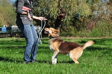 FABIO, Hund, Siberian Husky-Mix in Slowakische Republik - Bild 5