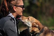 FABIO, Hund, Siberian Husky-Mix in Slowakische Republik - Bild 6