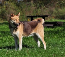 FABIO, Hund, Siberian Husky-Mix in Slowakische Republik - Bild 8