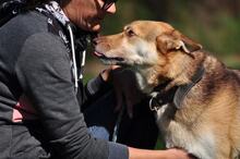 FABIO, Hund, Siberian Husky-Mix in Slowakische Republik - Bild 9