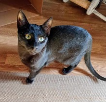 URIEL, Katze, Europäisch Kurzhaar in Spanien - Bild 6