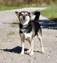 BOJARS240, Hund, Mischlingshund in Slowakische Republik - Bild 10