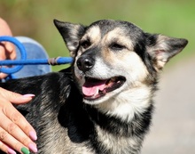 BOJARS240, Hund, Mischlingshund in Slowakische Republik - Bild 5