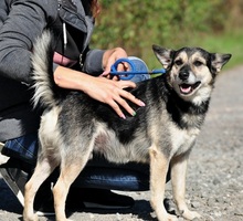 BOJARS240, Hund, Mischlingshund in Slowakische Republik - Bild 7