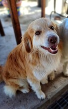 GIACOMO, Hund, Golden Retriever-Mix in Italien