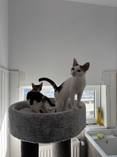 KIMO, Katze, Europäisch Kurzhaar in Rumänien - Bild 5