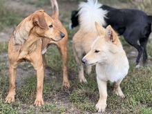 AKIMY135, Hund, Mischlingshund in Slowakische Republik - Bild 13