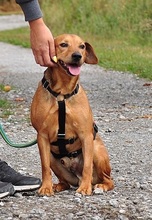 AKIMY135, Hund, Mischlingshund in Slowakische Republik - Bild 2