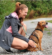 AKIMY135, Hund, Mischlingshund in Slowakische Republik - Bild 3