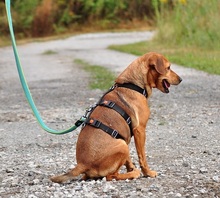 AKIMY135, Hund, Mischlingshund in Slowakische Republik - Bild 4