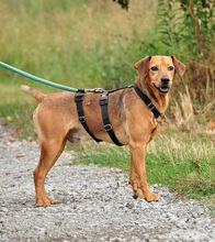 AKIMY135, Hund, Mischlingshund in Slowakische Republik - Bild 6