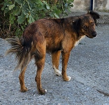 WASIL, Hund, Mischlingshund in Griechenland - Bild 9