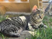 BELLA, Katze, Europäisch Kurzhaar in Rumänien - Bild 3