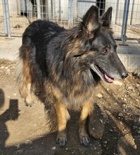 FAXE, Hund, Mischlingshund in Griechenland - Bild 4