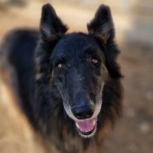 SNORRE, Hund, Mischlingshund in Griechenland - Bild 1