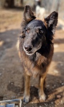 SNORRE, Hund, Mischlingshund in Griechenland - Bild 2