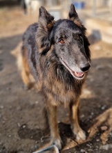 SNORRE, Hund, Mischlingshund in Griechenland - Bild 6