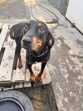 ZARI, Hund, Mischlingshund in Bulgarien - Bild 10