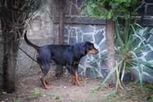 ZARI, Hund, Mischlingshund in Bulgarien - Bild 7