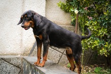 ZARI, Hund, Mischlingshund in Bulgarien - Bild 8