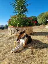 LOLA, Hund, Mischlingshund in Spanien - Bild 10