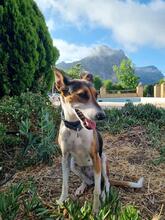 LOLA, Hund, Mischlingshund in Spanien - Bild 2