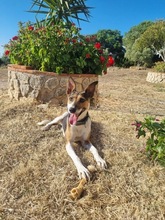 LOLA, Hund, Mischlingshund in Spanien - Bild 3