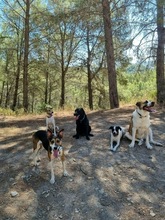 LOLA, Hund, Mischlingshund in Spanien - Bild 4