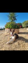 LOLA, Hund, Mischlingshund in Spanien - Bild 5