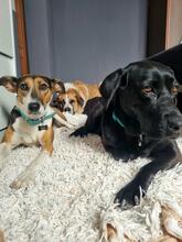 LOLA, Hund, Mischlingshund in Spanien - Bild 7