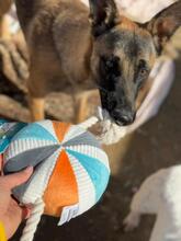 LANI, Hund, Malinois-Mix in Spanien - Bild 1