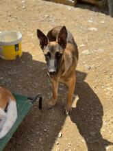 LANI, Hund, Malinois-Mix in Spanien - Bild 2