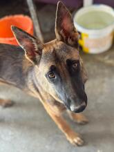 LANI, Hund, Malinois-Mix in Spanien - Bild 3