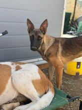 LANI, Hund, Malinois-Mix in Spanien - Bild 4