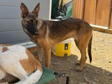 LANI, Hund, Malinois-Mix in Spanien - Bild 5