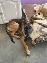 LANI, Hund, Malinois-Mix in Spanien - Bild 6