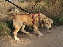 DIABOLO, Hund, Mischlingshund in Rumänien - Bild 10