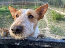 PEPE, Hund, Podenco-Mix in Spanien - Bild 1