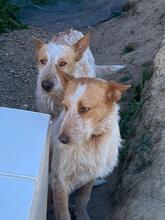 PEPE, Hund, Podenco-Mix in Spanien - Bild 10