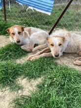 PEPE, Hund, Podenco-Mix in Spanien - Bild 11