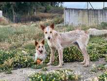 PEPE, Hund, Podenco-Mix in Spanien - Bild 12