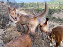 PEPE, Hund, Podenco-Mix in Spanien - Bild 13