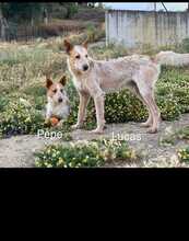 PEPE, Hund, Podenco-Mix in Spanien - Bild 15