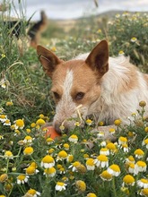 PEPE, Hund, Podenco-Mix in Spanien - Bild 16