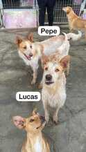 PEPE, Hund, Podenco-Mix in Spanien - Bild 18