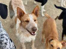 PEPE, Hund, Podenco-Mix in Spanien - Bild 19